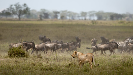 Fototapeta na wymiar Lioness i stado gnu w Serengeti National Park