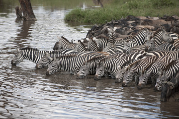 Fototapeta na wymiar Zebry i Wildebeest w Serengeti National Park, Tanzania