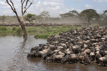 Obraz premium Zebras and Wildebeest at the Serengeti National Park, Tanzania