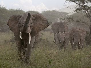 Elephants at the Serengeti National Park, Tanzania, Africa
