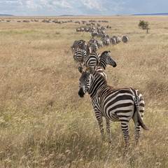 Naklejka premium Zebras at the Serengeti National Park, Tanzania, Africa