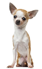 Chihuahua, 2 years old, sitting in front of white background