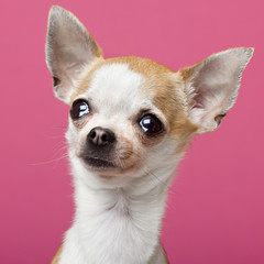 Close-up of Chihuahua, 2 years old, in front of pink background
