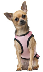 Chihuahua in pink shirt, 12 months old, sitting