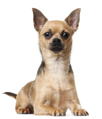 Chihuahua, 12 months old, lying in front of white background