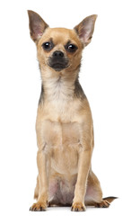 Chihuahua, 12 months old, sitting