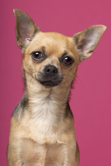 Close-up of Chihuahua, 12 months old