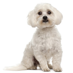 Maltese, 3 years old, sitting