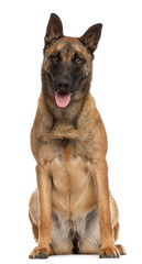 Belgian Shepherd Dog, 10 months old, sitting