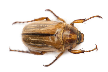 Summer chafer or European june beetle, Amphimallon solstitiale