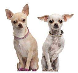 Two Chihuahuas, 2 years old and 11 months old, sitting