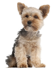 Yorkshire Terrier, 7 months old, sitting