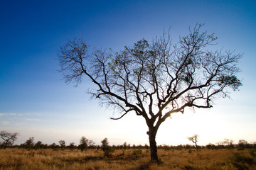 Fototapeta na wymiar A silhouette of a large tree in africa