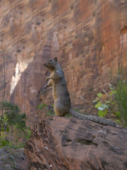 Squirrel in Zion National Park in Utah USA