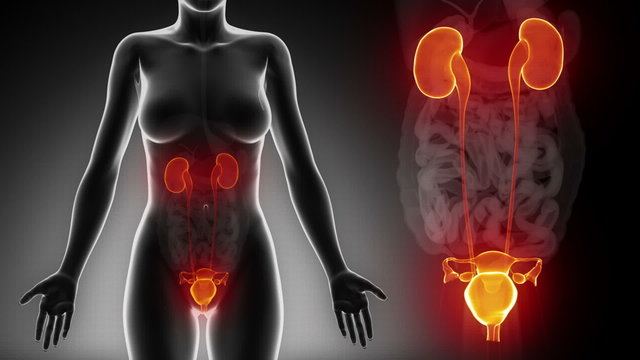 Female UROGENITAL ORGANS anatomy in detail x-ray loop