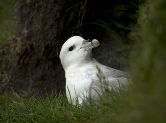 Seagull on Mykines, Faroe Islands