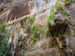 Obraz premium Zion National Park in Utah USA