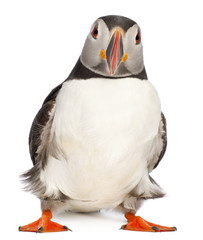 Atlantic Puffin or Common Puffin, Fratercula arctica