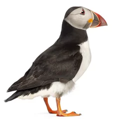 Washable wall murals Puffin Atlantic Puffin or Common Puffin, Fratercula arctica