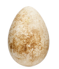 Fototapeta premium Egg of Atlantic Puffin or Common Puffin with height