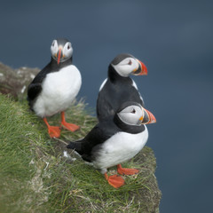 Atlantic Puffin or Common Puffin, Fratercula arctica, on Mykines