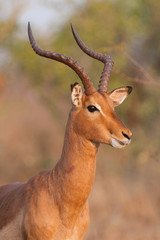 A side on photo of an adult impala ram