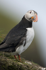 Atlantic Puffin or Common Puffin, Fratercula arctica, on Mykines