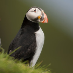 Atlantic Puffin or Common Puffin, Fratercula arctica, on Mykines