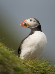 Atlantic Puffin or Common Puffin, Fratercula arctica, on Mykines