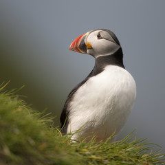 Atlantic Puffin or Common Puffin, Fratercula arctica, on Mykines
