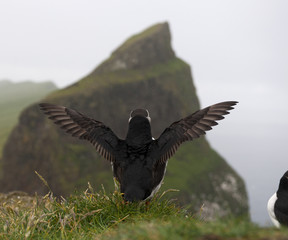 Atlantic Puffin or Common Puffin, Fratercula arctica, on Mykines