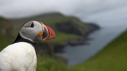 Atlantic Puffin or Common Puffin, Fratercula arctica, on Mykine