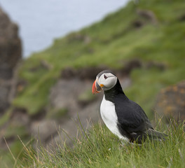 Atlantic Puffin or Common Puffin, Fratercula arctica, on Mykines