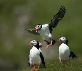 Atlantic Puffin or Common Puffin, Fratercula arctica, on Mykines