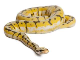 Female Killerbee Royal python, ball python, Python regius