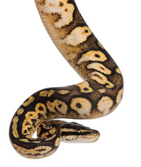 Fototapeta premium Male Pastel calico Python, Royal python or ball python