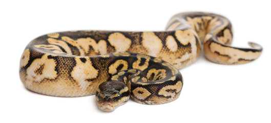 Male Pastel calico Python, Royal python or ball python
