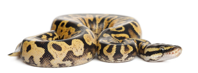 Obraz premium Samica Pythona pastelowego perkalu, pytona królewskiego lub pytona kulkowego