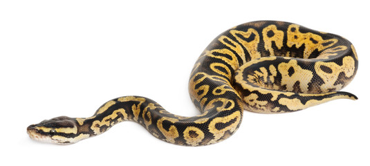Fototapeta premium Female Pastel calico Python, Royal python or ball python
