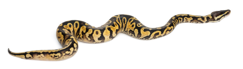 Female Pastel calico Python, Royal python or ball python