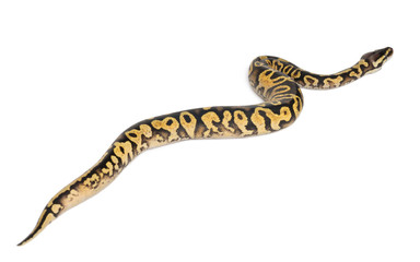 Female Pastel calico Python, Royal python or ball python