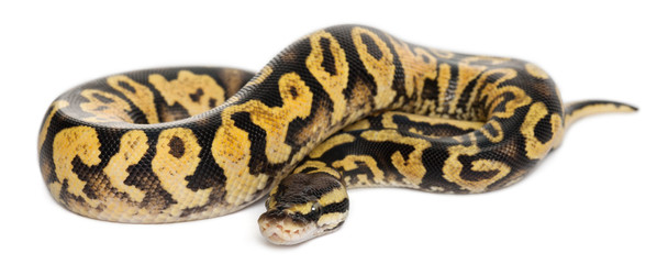 Female Pastel calico Python, Royal python or ball python