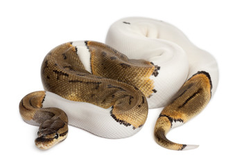 Fototapeta premium Female Pinstripe Pied Royal python, ball python, Python regius