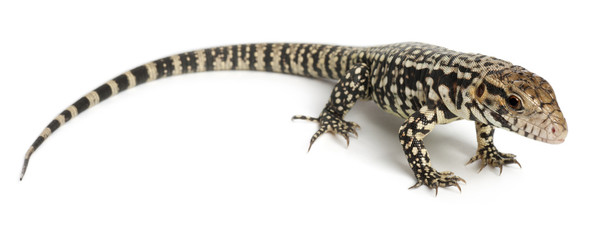 Blue Tegu, Tupinambis merianae, in front of white background