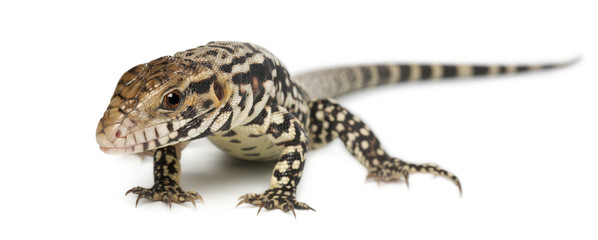 Blue Tegu, Tupinambis merianae, in front of white background