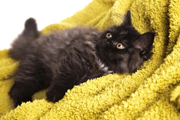 Naklejka premium Kitty
