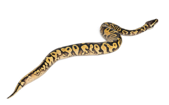 Female Pastel calico Python, Royal python or ball python