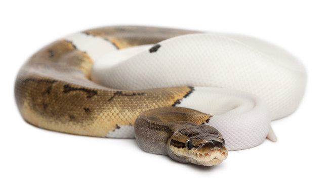 Female Pinstripe Pied Royal python, ball python, Python regius