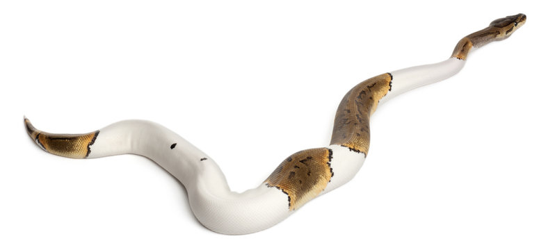 Female Pinstripe Pied Royal python, ball python, Python regius
