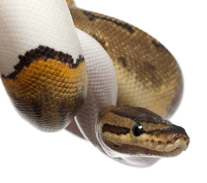 Close-up of Female Pinstripe Pied Royal python, ball python